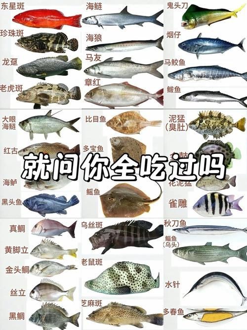 海魚100種圖片，百種驚艷海魚高清圖鑒，探索海洋精靈的