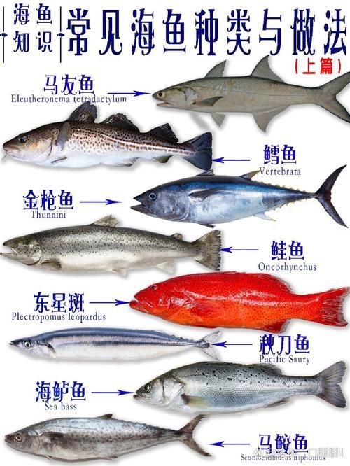 海魚100種圖片，百種驚艷海魚高清圖鑒，探索海洋精靈的