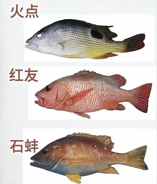 海魚100種圖片，百種驚艷海魚高清圖鑒，探索海洋精靈的