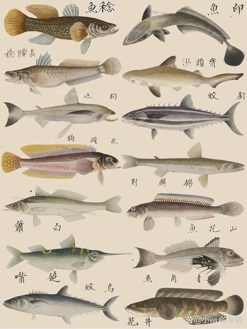 海魚100種圖片，百種驚艷海魚高清圖鑒，探索海洋精靈的