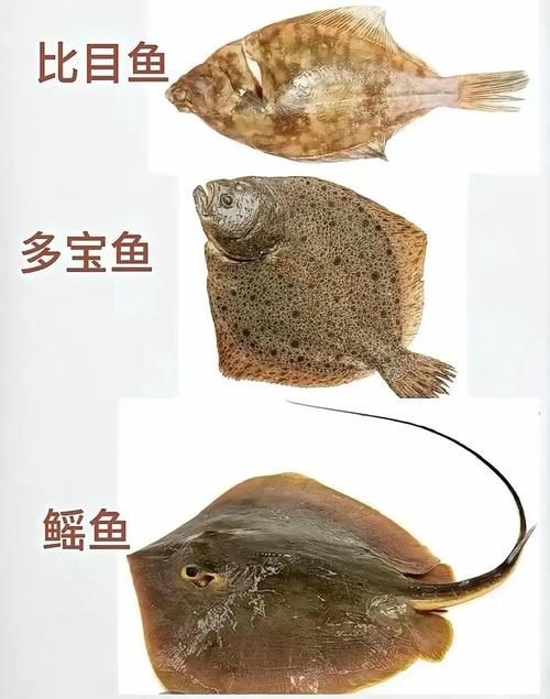 海魚100種圖片，百種驚艷海魚高清圖鑒，探索海洋精靈的