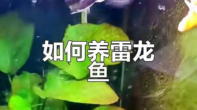 酒紅雷龍魚怎么養才能大，酒紅雷龍魚科學喂養指南，掌握關鍵技巧助
