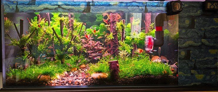 吉印魚缸水族箱使用步驟詳解，吉印魚缸/水族箱新手必看，超全