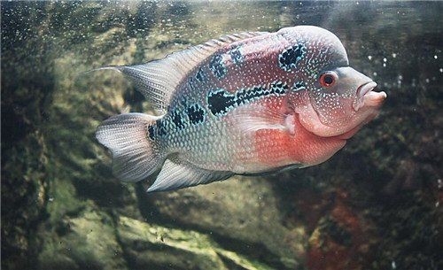 古典羅漢魚起頭前征兆，古典羅漢魚起頭前必現(xiàn)的5大明顯征兆解析