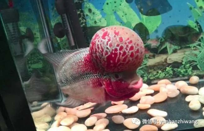 古典羅漢魚起頭前征兆，古典羅漢魚起頭前必現(xiàn)的5大明顯征兆解析