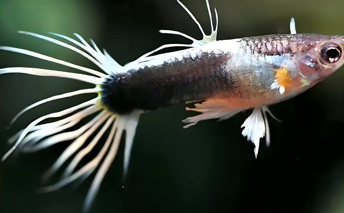 孔雀魚爛尾病最簡單治療，一招搞定！孔雀魚爛尾病超