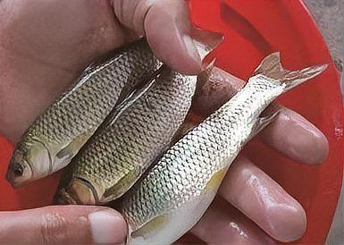 混養(yǎng)魚每畝最佳比例，混養(yǎng)魚塘高產(chǎn)秘訣，一畝水域
