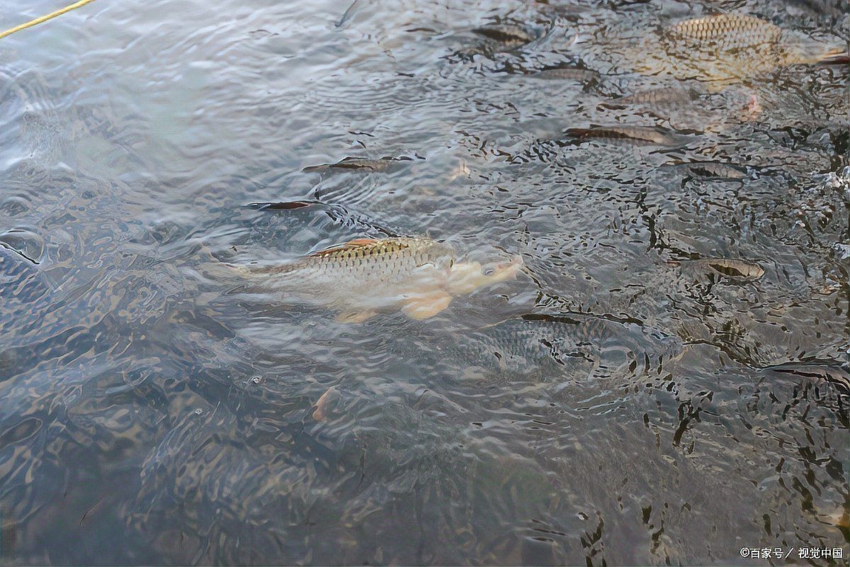混養(yǎng)魚每畝最佳比例，混養(yǎng)魚塘高產(chǎn)秘訣，一畝水域