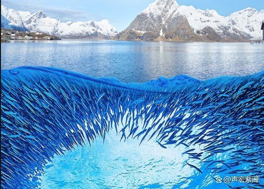 全世界排名第一的魚油，全球魚油排行榜榜首——冠軍級(jí)精選深海