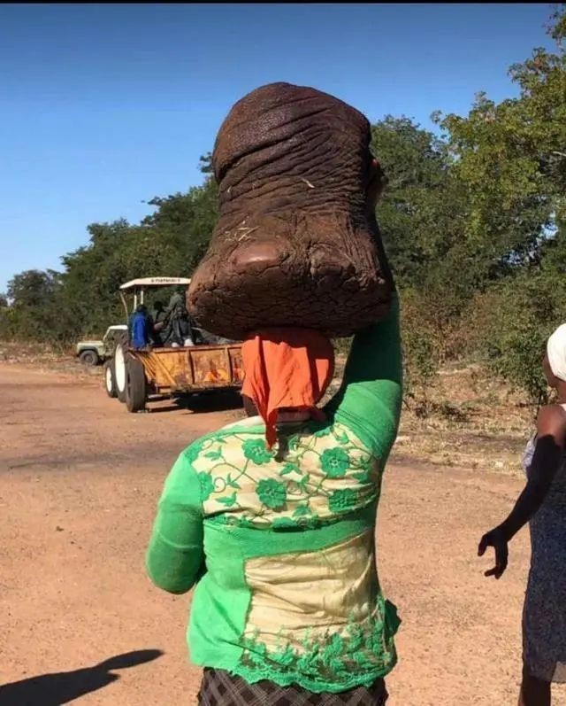 海象肉的功效與作用，深度解析，海象肉的營養價值與藥用功效全知道