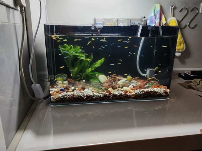 家庭魚缸圖片大全，家庭魚缸實(shí)景高清精選圖片