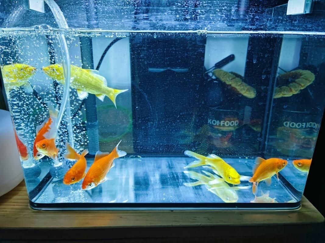 家庭魚缸圖片大全，家庭魚缸實(shí)景高清精選圖片