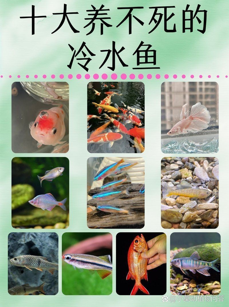 十大養(yǎng)不死的冷水魚，十大超好養(yǎng)冷水魚推薦，新手也能輕松駕馭！