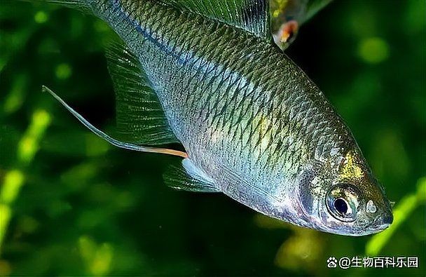 十大養(yǎng)不死的冷水魚，十大超好養(yǎng)冷水魚推薦，新手也能輕松駕馭！