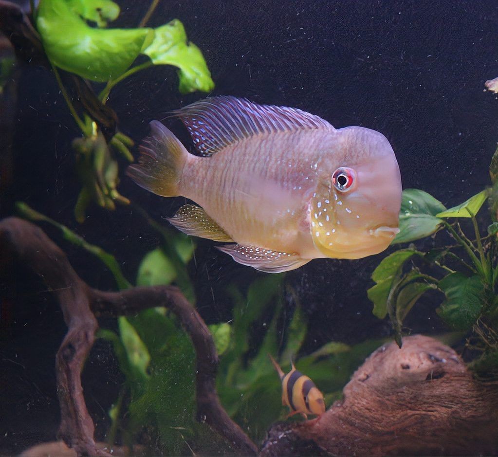 和尚魚能活多久，和尚魚壽命解析，這種觀賞魚