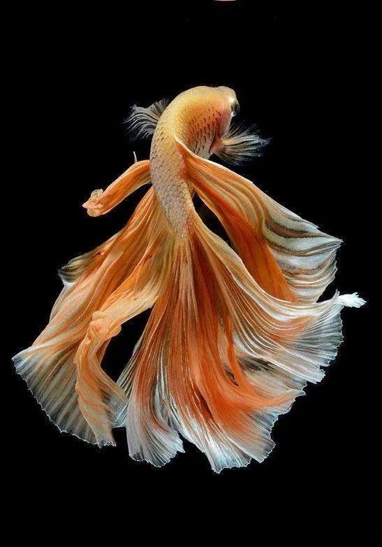 和尚魚能活多久，和尚魚壽命解析，這種觀賞魚