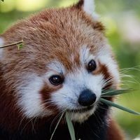 和尚魚能活多久，和尚魚壽命解析，這種觀賞魚