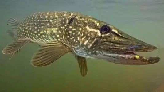 和尚魚能活多久，和尚魚壽命解析，這種觀賞魚