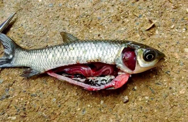 觀賞魚爛鰓圖片，高清圖解，觀賞魚爛鰓病典型癥狀與病理
