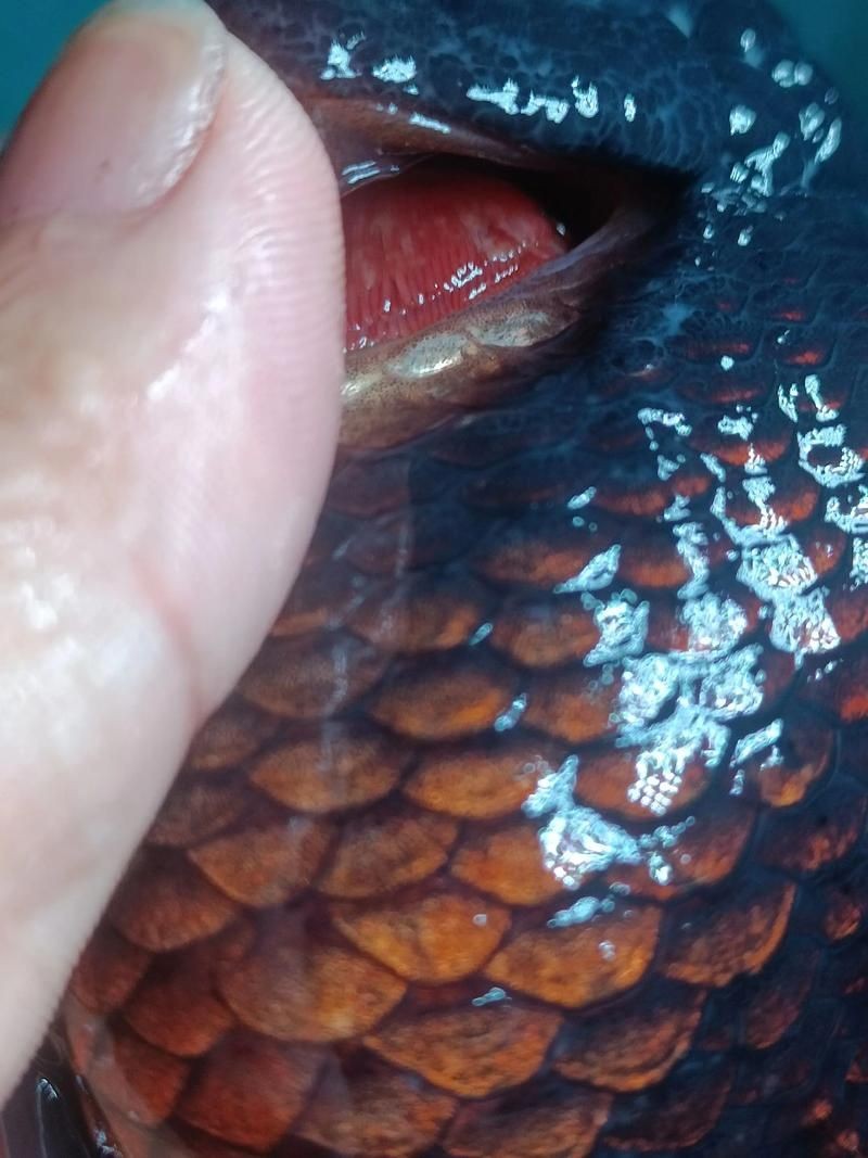 觀賞魚爛鰓圖片，高清圖解，觀賞魚爛鰓病典型癥狀與病理