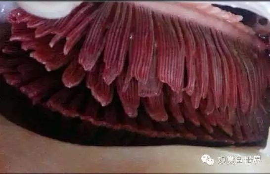 觀賞魚爛鰓圖片，高清圖解，觀賞魚爛鰓病典型癥狀與病理