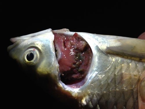 觀賞魚爛鰓圖片，高清圖解，觀賞魚爛鰓病典型癥狀與病理