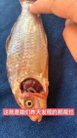 觀賞魚爛鰓圖片，高清圖解，觀賞魚爛鰓病典型癥狀與病理