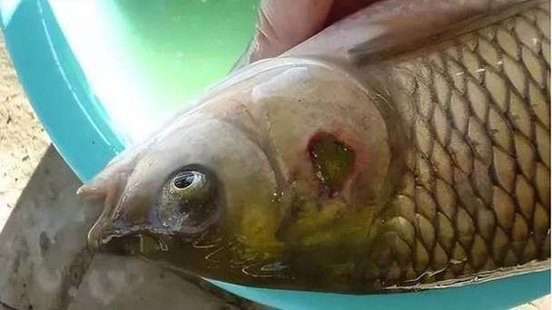 觀賞魚爛鰓圖片，高清圖解，觀賞魚爛鰓病典型癥狀與病理