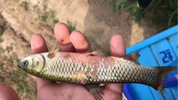 觀賞魚爛鰓圖片，高清圖解，觀賞魚爛鰓病典型癥狀與病理