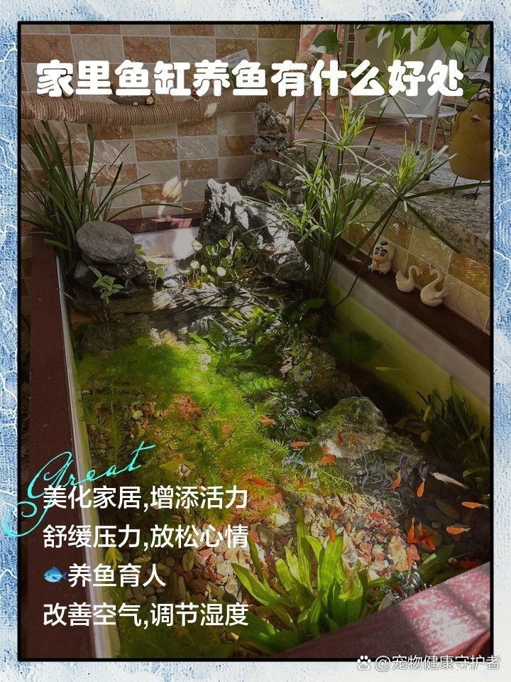 家里養(yǎng)魚的好處，揭秘家中養(yǎng)魚的五大驚喜好處，提升生活品質(zhì)與