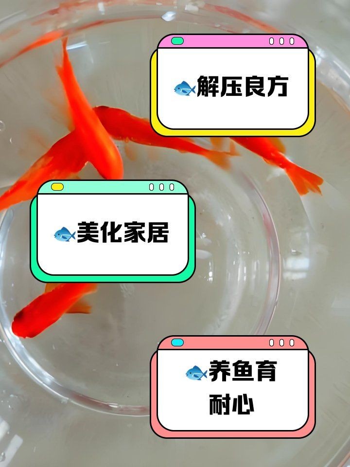家里養(yǎng)魚的好處，揭秘家中養(yǎng)魚的五大驚喜好處，提升生活品質(zhì)與