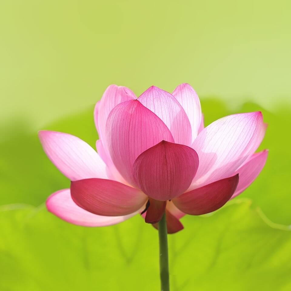 和尚能玩手機(jī)嗎，僧人能否使用手機(jī)？從戒律到現(xiàn)實(shí)的 和尚能玩手機(jī)嗎，僧人能否使用手機(jī)？從戒律到現(xiàn)實(shí)的 龍魚論壇 第11張