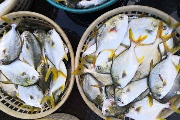 海魚一般多少錢一斤，揭秘！不同品種海魚的市場價