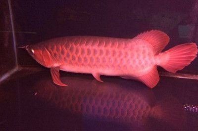 紅龍魚鰓蓋撞掉色最怕三個(gè)地方，紅龍魚鰓蓋掉色危機(jī)，三大高危部位需緊急