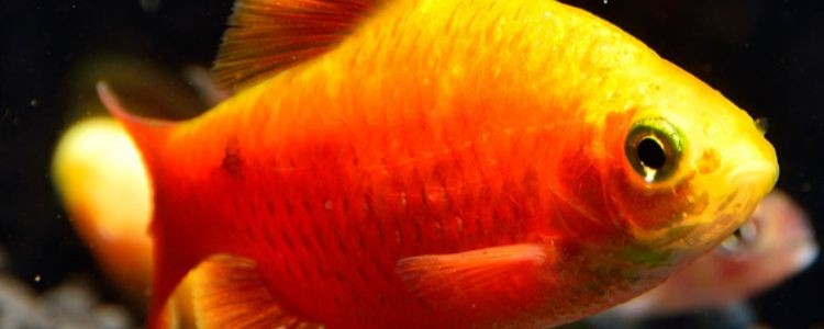 金元寶魚兇嗎，揭秘金元寶魚真實習性，究竟是否