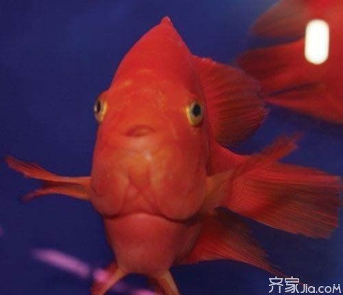 金元寶魚兇嗎，揭秘金元寶魚真實習性，究竟是否