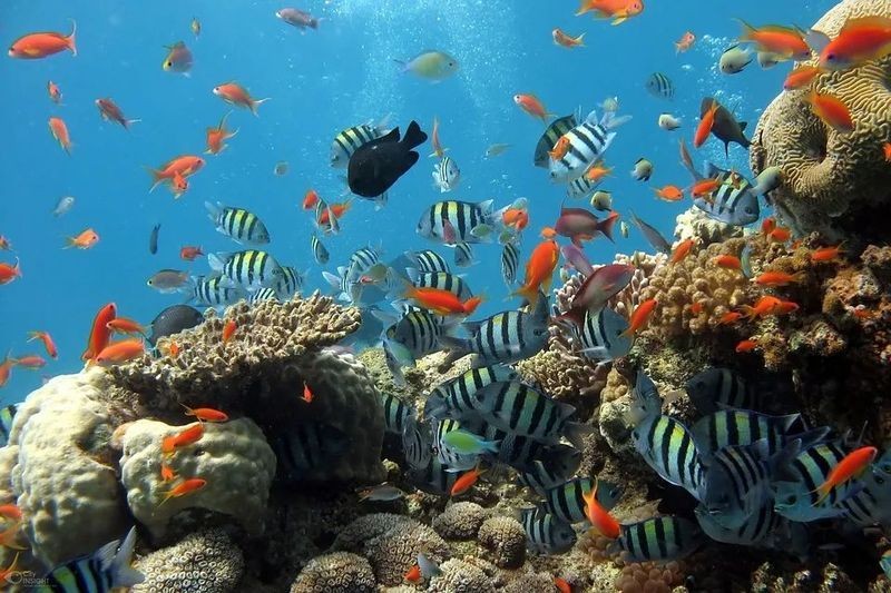 海水魚放在淡水里能活嗎，海水魚突入淡水環境，生存挑戰與科學解析