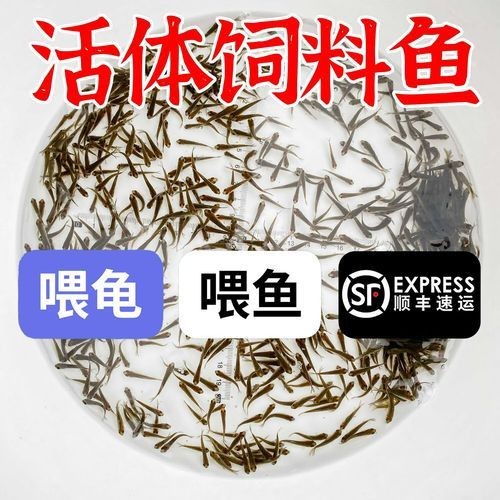 2-3cm龍魚苗圖片，高清實拍2-3cm迷你龍魚苗幼體