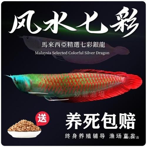 2-3cm龍魚苗圖片，高清實拍2-3cm迷你龍魚苗幼體