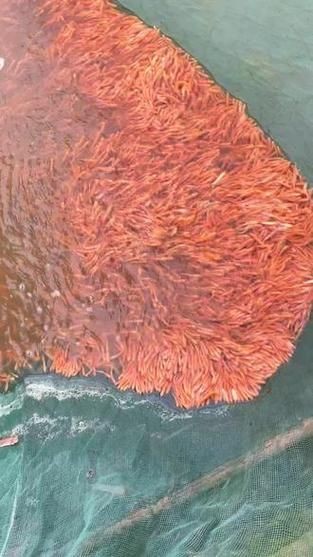 2-3cm龍魚苗圖片，高清實拍2-3cm迷你龍魚苗幼體