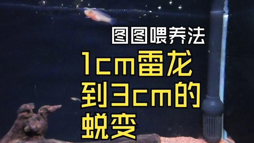 2-3cm龍魚苗圖片，高清實拍2-3cm迷你龍魚苗幼體