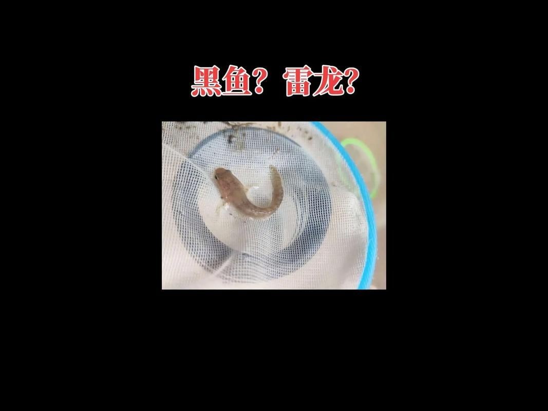 2-3cm龍魚苗圖片，高清實拍2-3cm迷你龍魚苗幼體