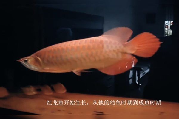 最貴紅龍魚價格多少錢一條，揭秘！全球最貴紅龍魚單條售價究竟幾何？
