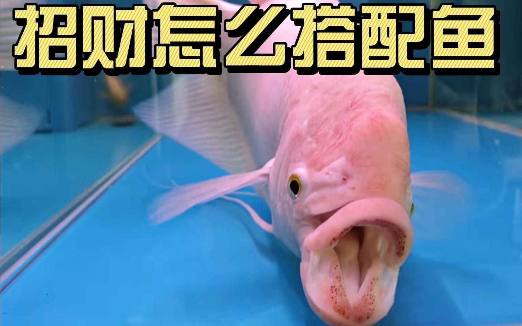 招財和什么魚混養最好，招財魚最佳混養搭檔推薦，這些魚類組合既和諧又旺運
