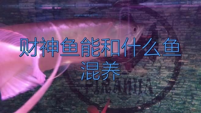 招財和什么魚混養最好，招財魚最佳混養搭檔推薦，這些魚類組合既和諧又旺運