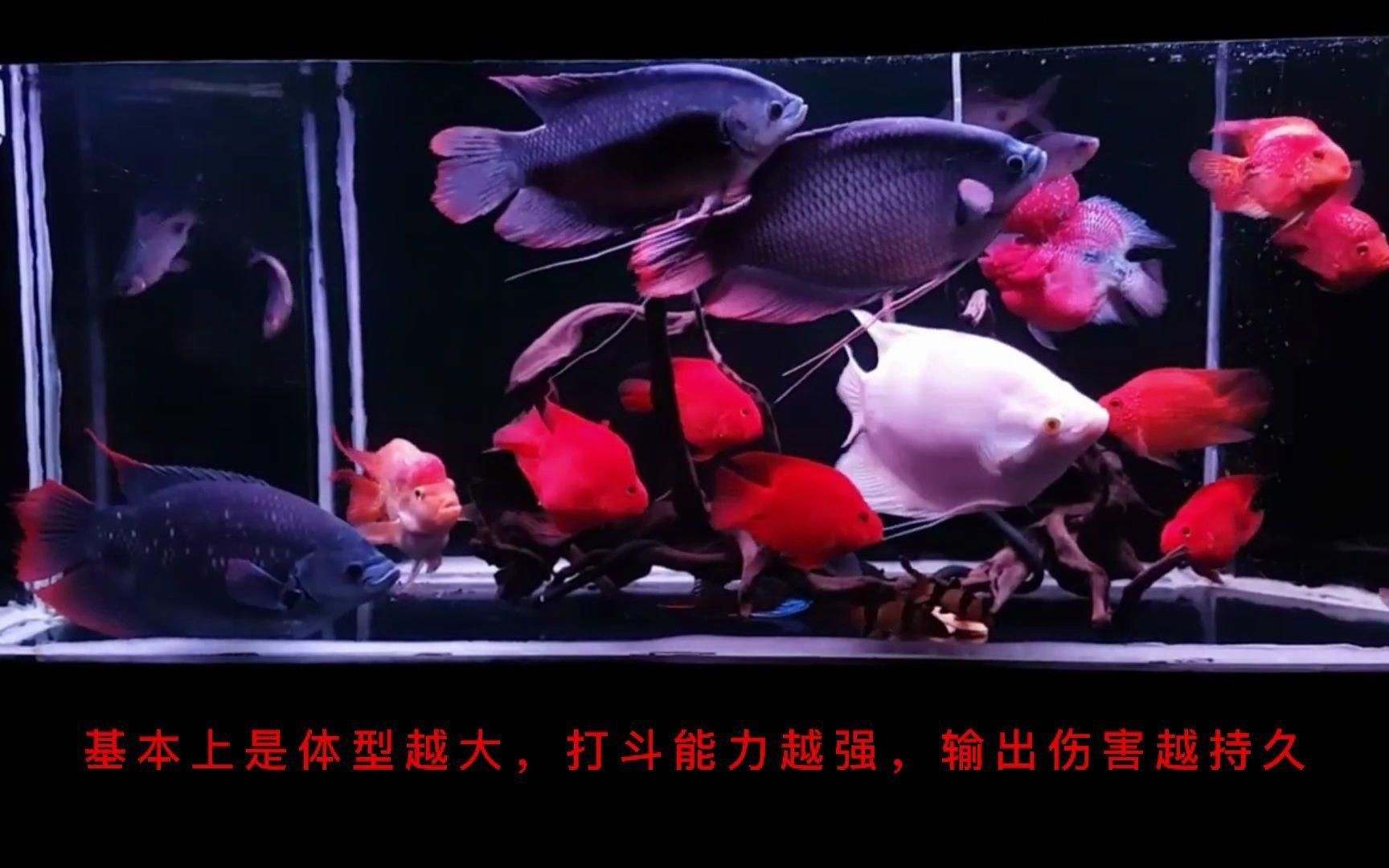 招財和什么魚混養最好，招財魚最佳混養搭檔推薦，這些魚類組合既和諧又旺運