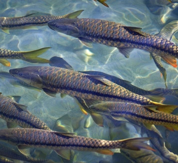 河豚跟狗頭魚的區別，河豚與狗頭魚，從外形到習性的全面差異解析