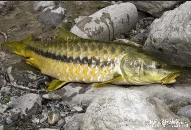 河豚跟狗頭魚的區別，河豚與狗頭魚，從外形到習性的全面差異解析