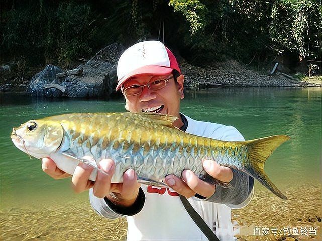 河豚跟狗頭魚的區別，河豚與狗頭魚，從外形到習性的全面差異解析