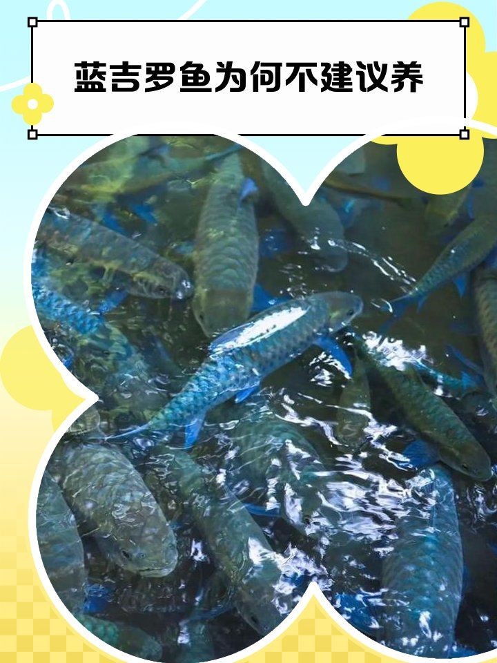 河豚跟狗頭魚的區別，河豚與狗頭魚，從外形到習性的全面差異解析